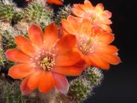 Thumbnail of 0786_Rebutia eucalyptana_20120523(1).jpg